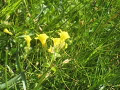 Erythranthe michiganensis