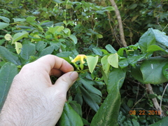 Mandevilla subsagittata