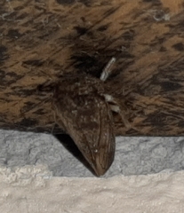 Aconophora