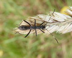 Micrelytra fossularum