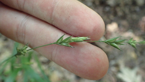 Image of Diarrhena americana by (c) John Abrams, some rights reserved (CC BY)