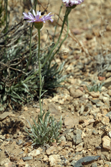 Erigeron argentatus