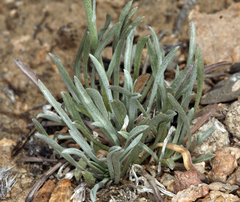Erigeron argentatus