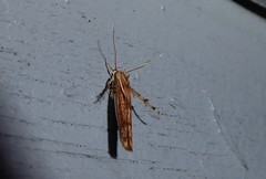 Stathmopoda cephalaea