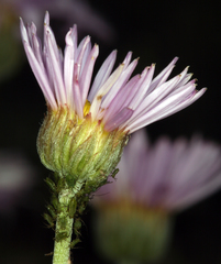 Erigeron argentatus