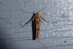 Stathmopoda cephalaea