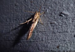 Stathmopoda cephalaea