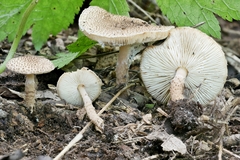 Lepiota jacobi