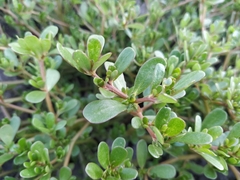 Portulaca oleracea