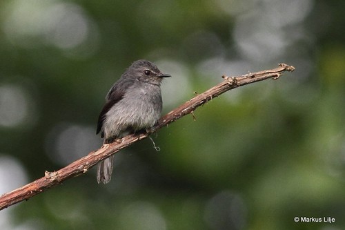 Dusky-blue Flycatcher