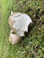 Calvatia