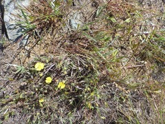 Hemizonia congesta lutescens