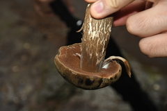 Porphyrellus