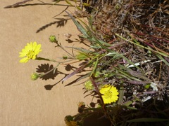 Hemizonia congesta lutescens