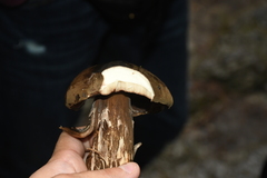Porphyrellus