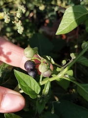 Solanum nigrum