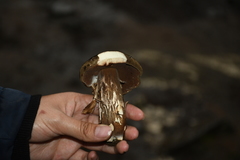 Porphyrellus