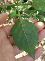 Solanum nigrum