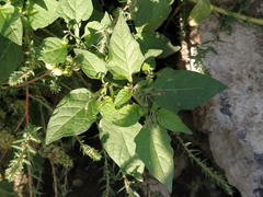 Solanum nigrum
