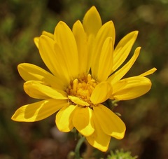 Grindelia stricta angustifolia