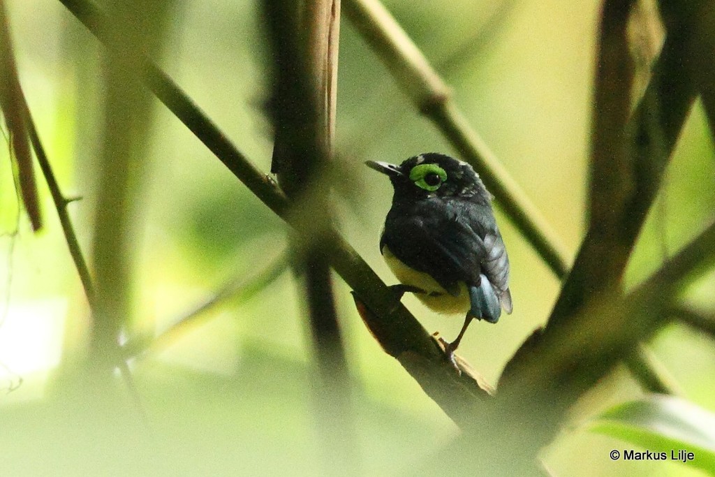 Black-necked Wattle-eye (Platysteira chalybea) photo