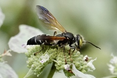 Tachytes guatemalensis