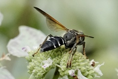 Tachytes guatemalensis