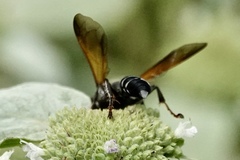 Tachytes guatemalensis