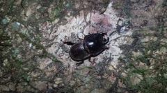 Geodorcus helmsi