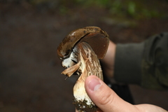 Porphyrellus
