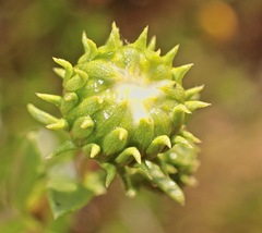 Grindelia stricta angustifolia