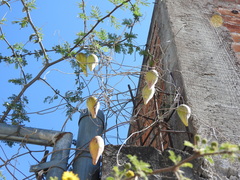 Funastrum pannosum