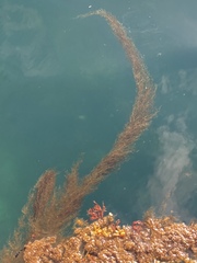 Sargassum muticum