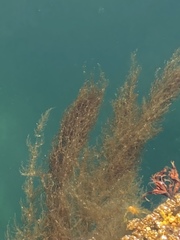 Sargassum muticum