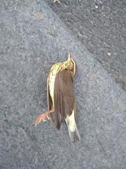 Parkesia noveboracensis