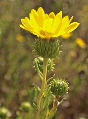 Grindelia stricta angustifolia