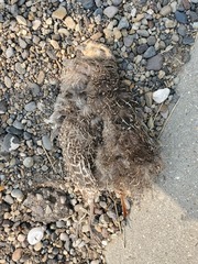 Dendragapus obscurus