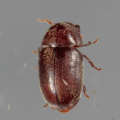 Mesocoelopodinae