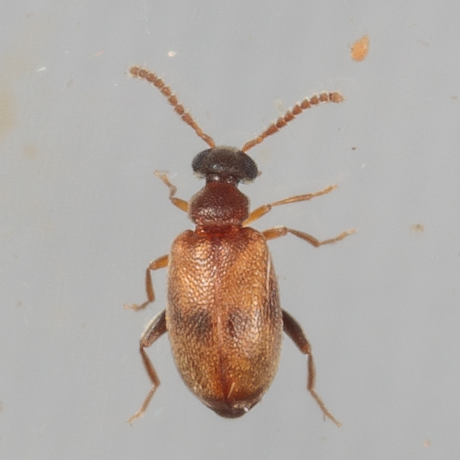 Aderus tantillus