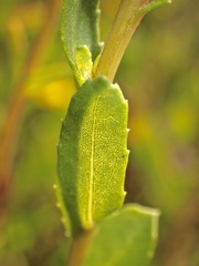Grindelia stricta angustifolia