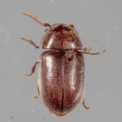Mesocoelopodinae