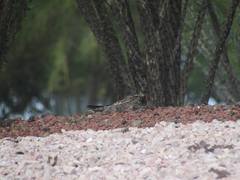 Caprimulgiformes