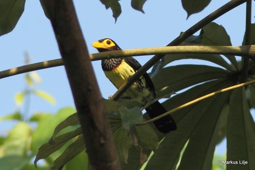 Eastern Yellow-billed Barbet