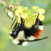 Hunt's Bumble Bee - Photo (c) Steven Mlodinow, some rights reserved (CC BY-NC), uploaded by Steven Mlodinow