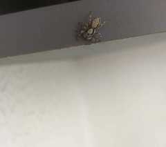 Menemerus bivittatus