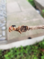 Cerastipsocus trifasciatus