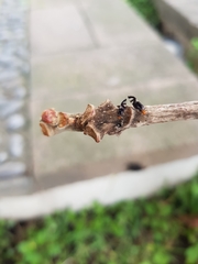 Cerastipsocus trifasciatus