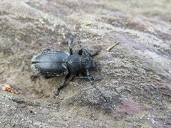 Dorcadion fuliginator