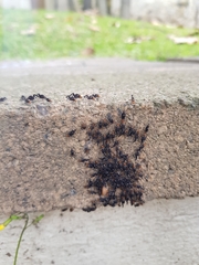 Cerastipsocus trifasciatus