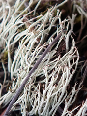 Cladonia capitellata